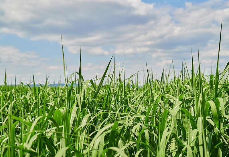 Agronaro